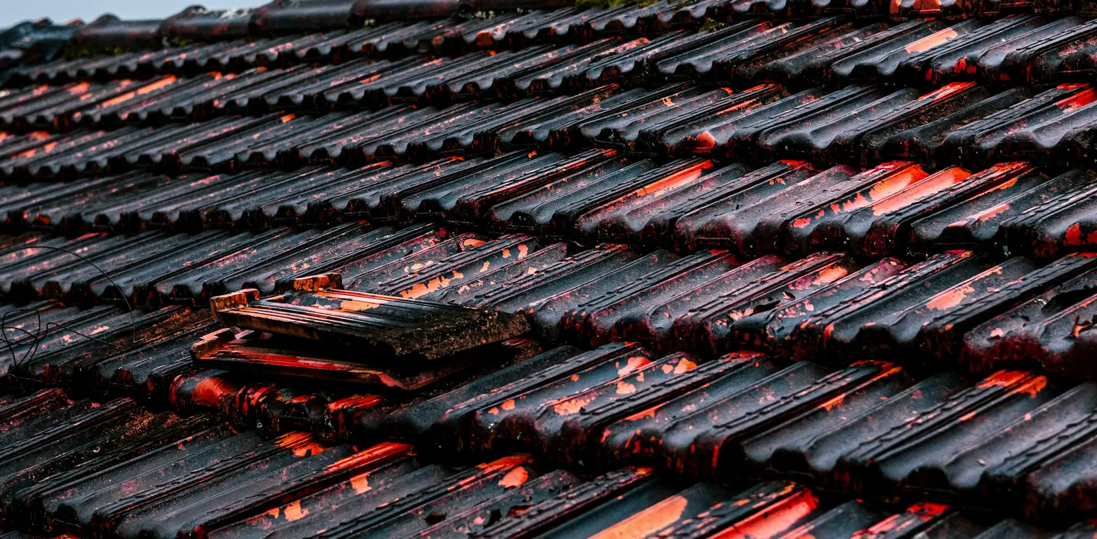 Wet roof tiles with one tile lifted out of place